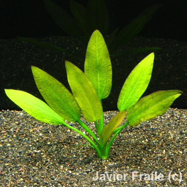 Echinodorus Schlueteri